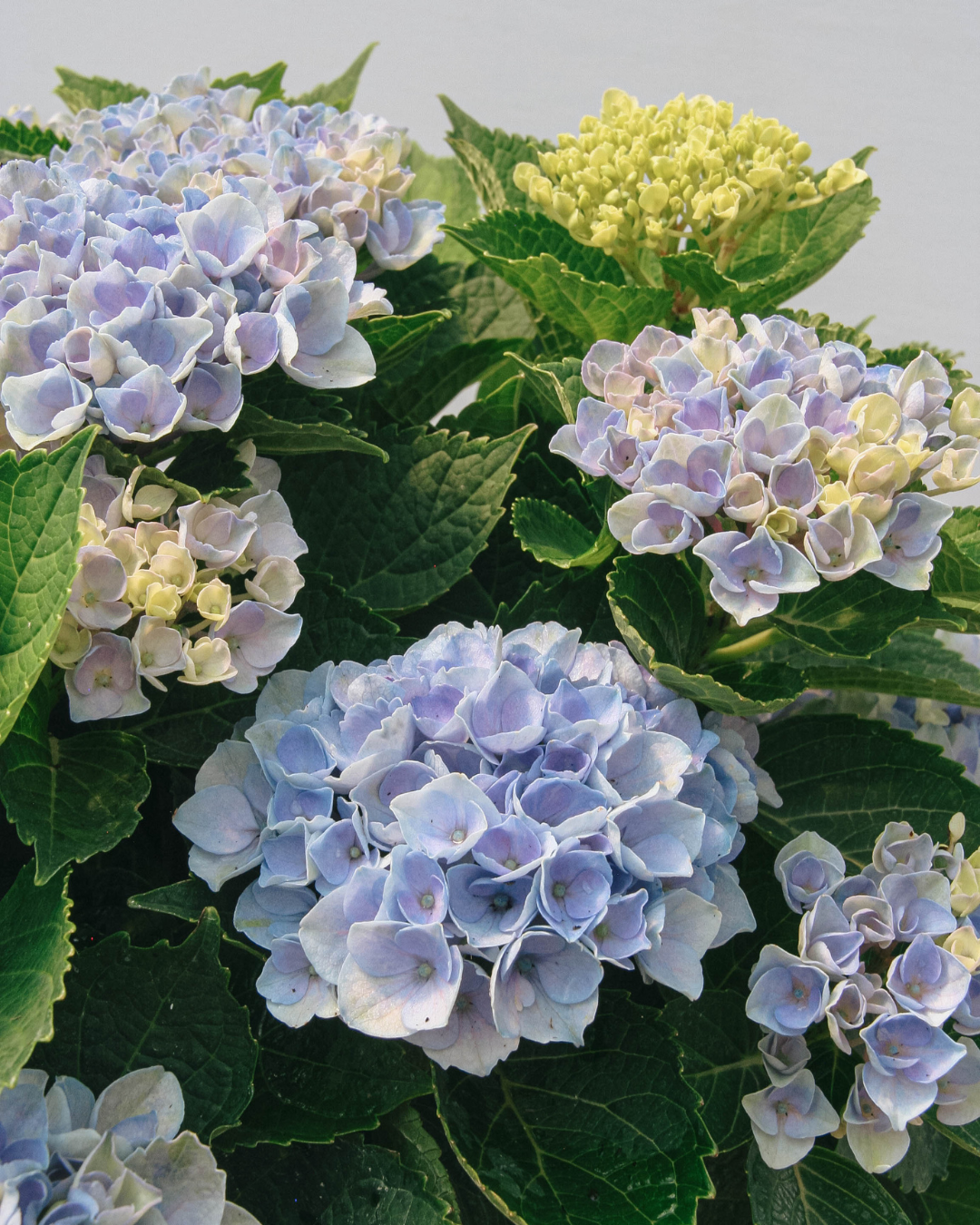 Revolution Hydrangea