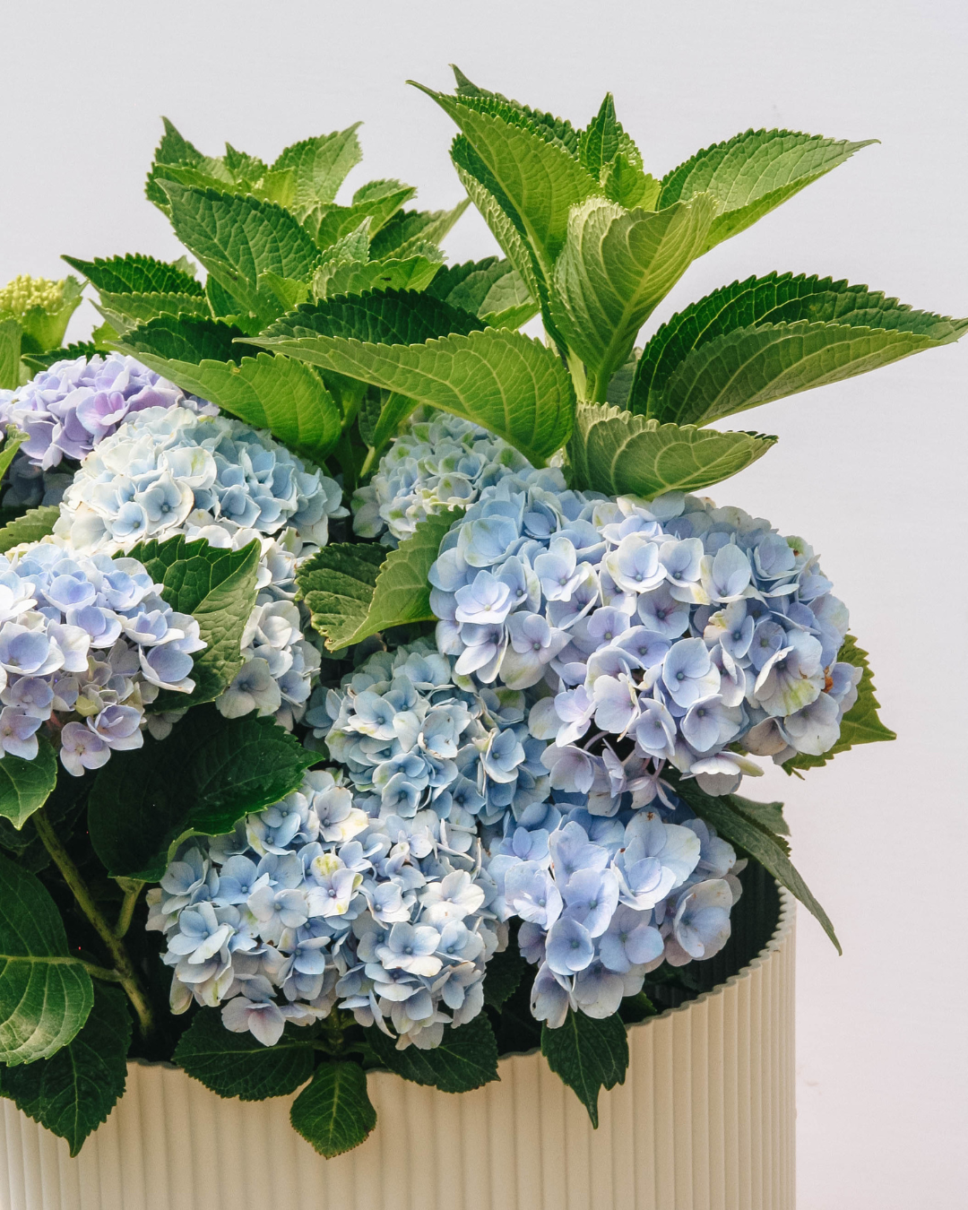 Revolution Hydrangea