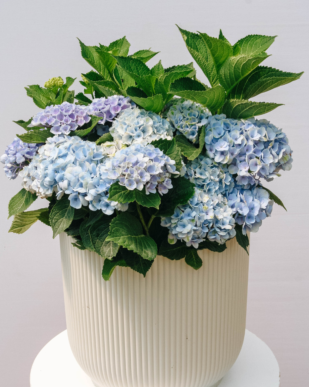 Revolution Hydrangea