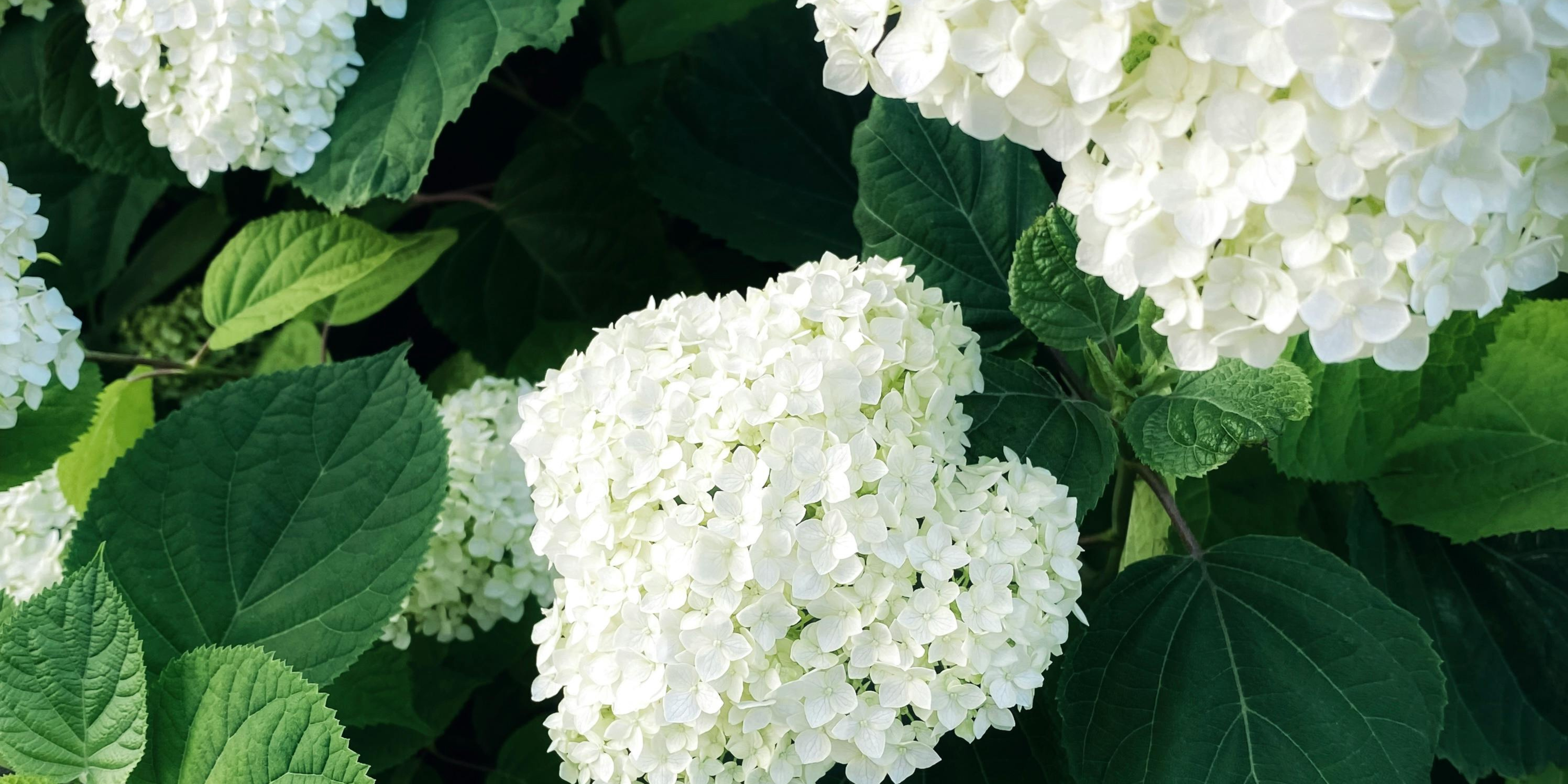 Heritage Garden Collection