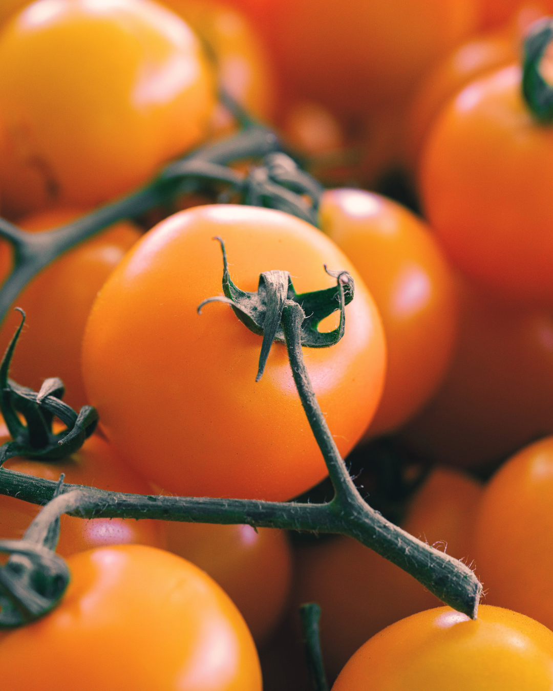 Sun Gold Orange Cherry Tomato