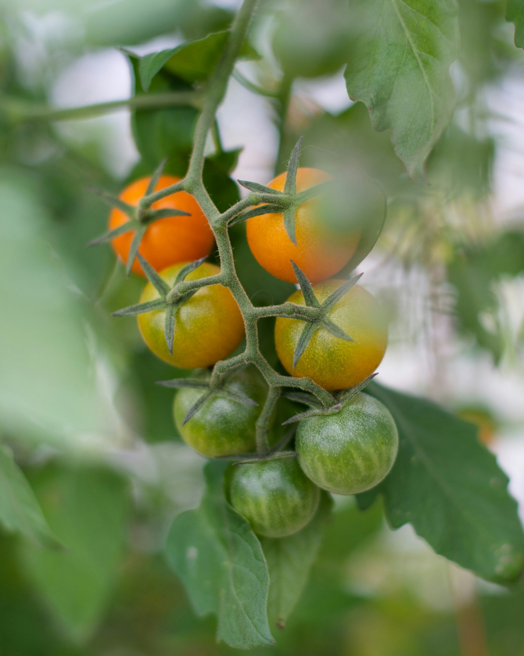 Sun Gold Orange Cherry Tomato