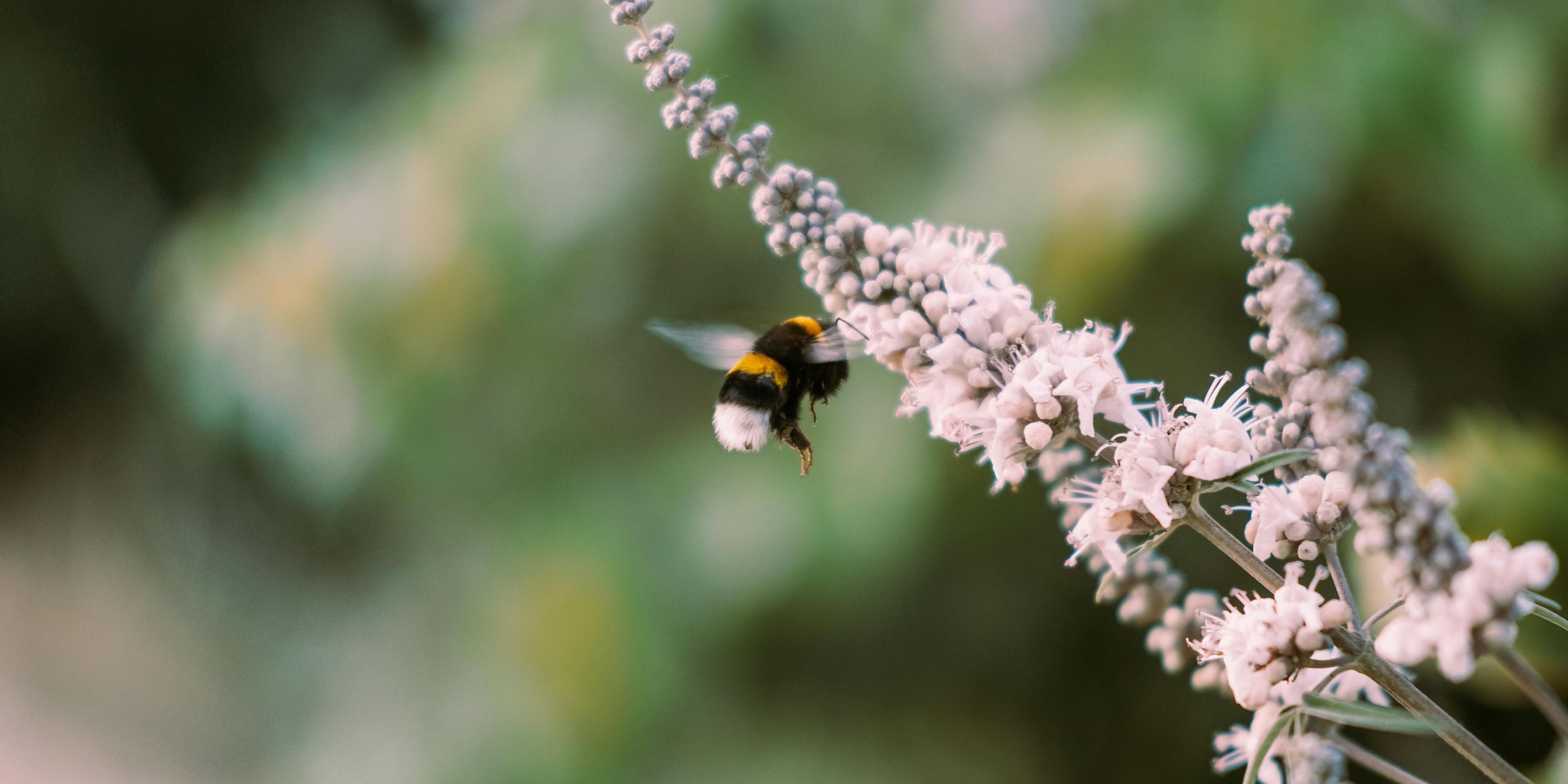 Why Bees?