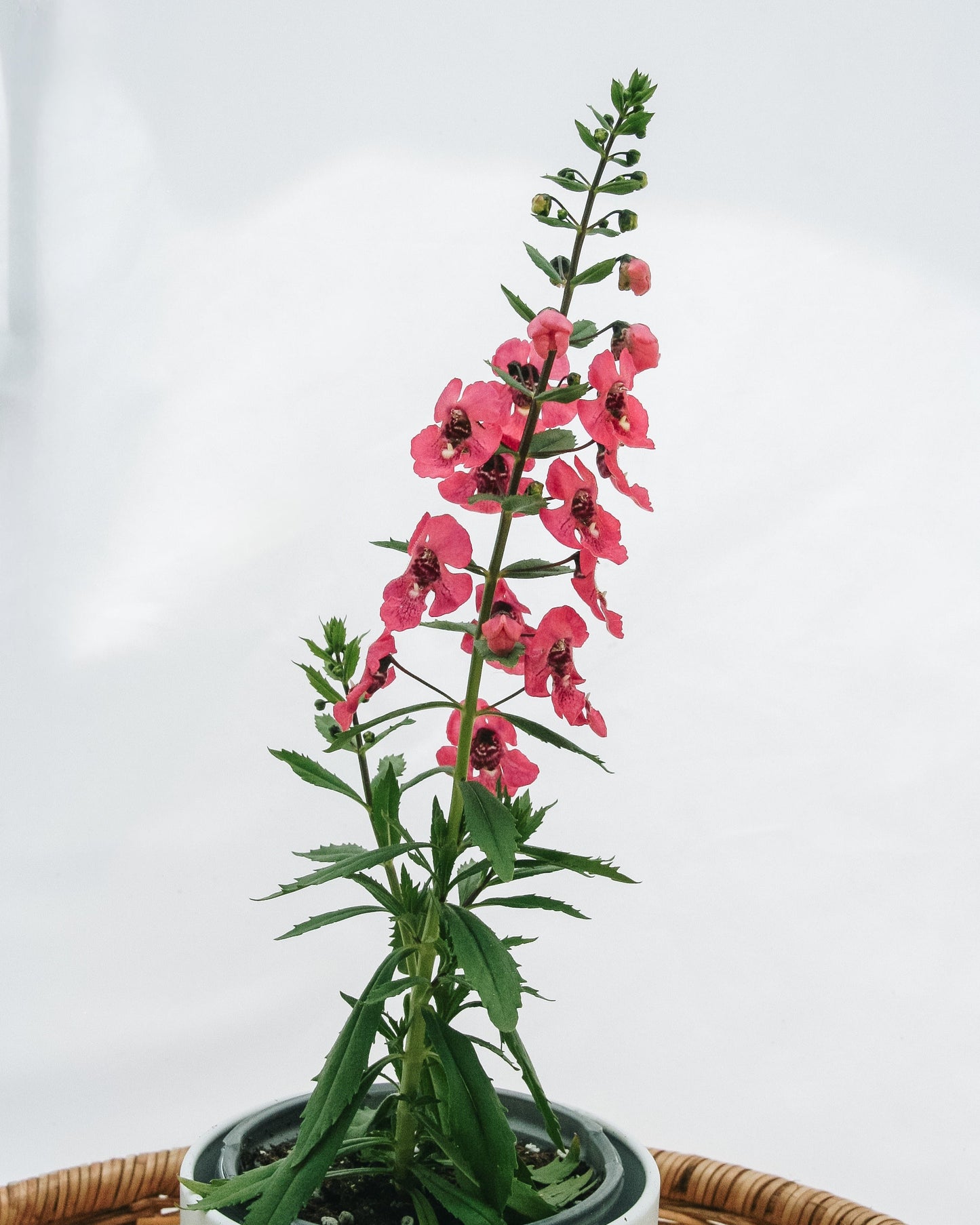 Angelonia Angelface Perfectly Pink