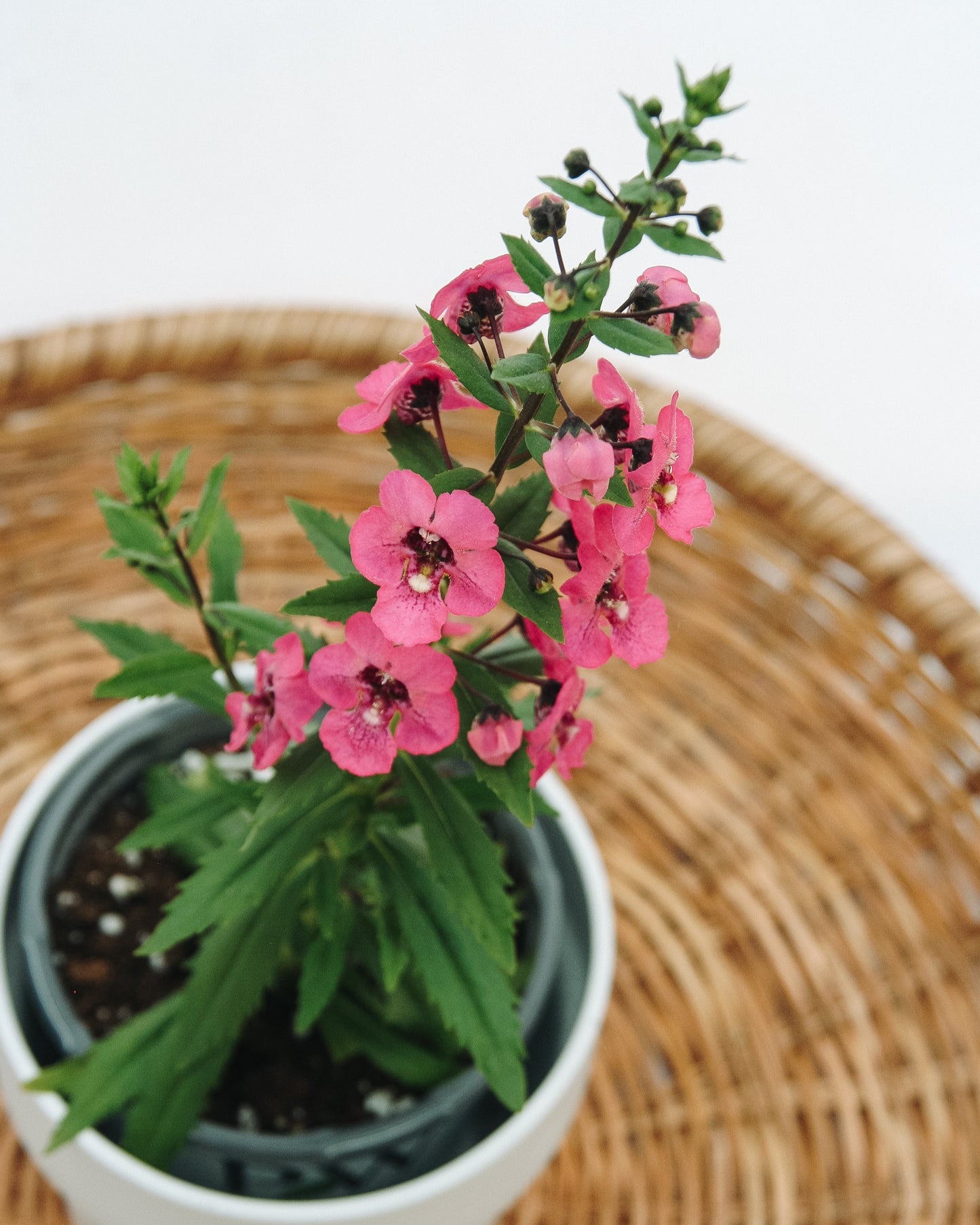 Angelonia Angelface Perfectly Pink