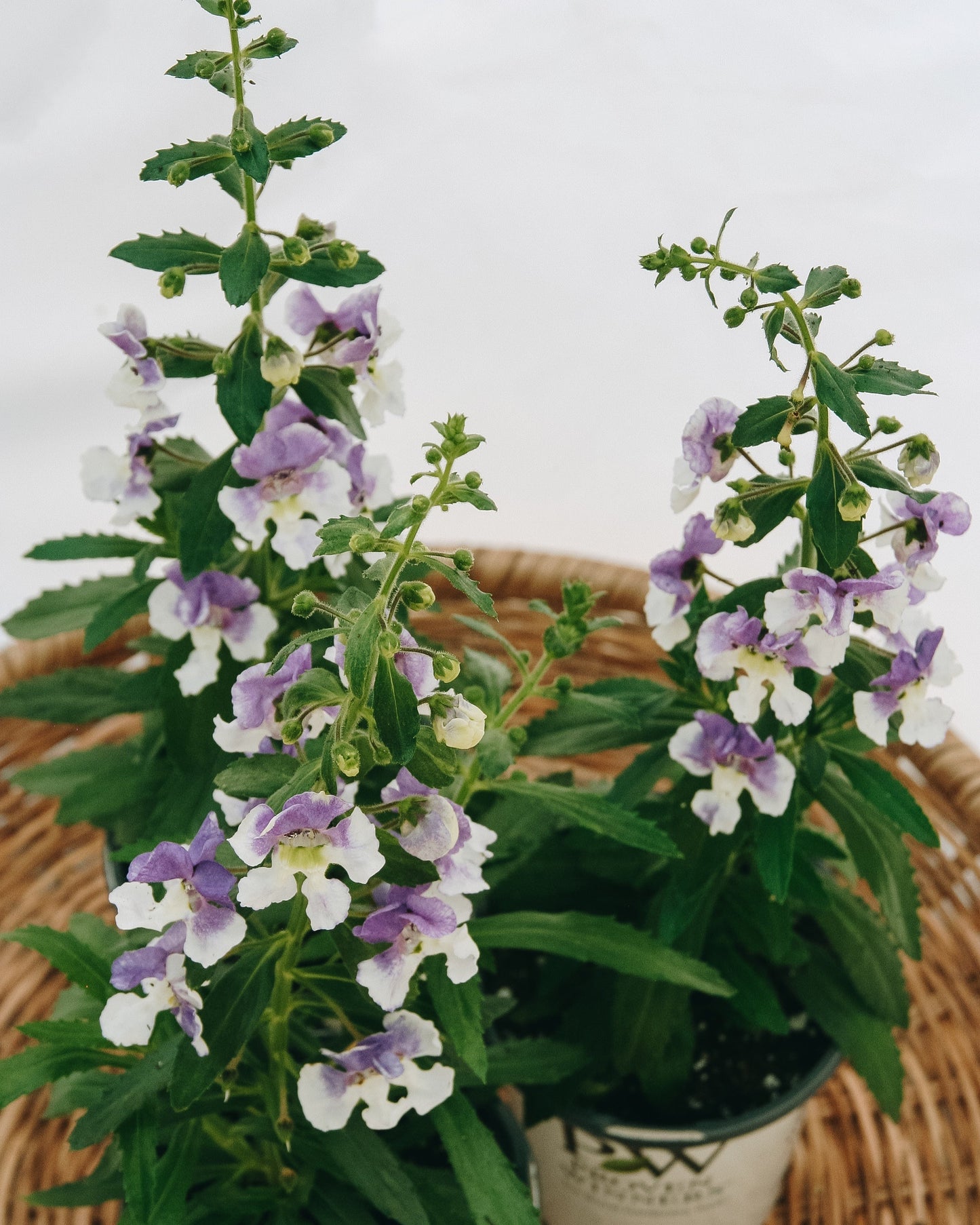 Angelonia Angelface Wedgewood Blue