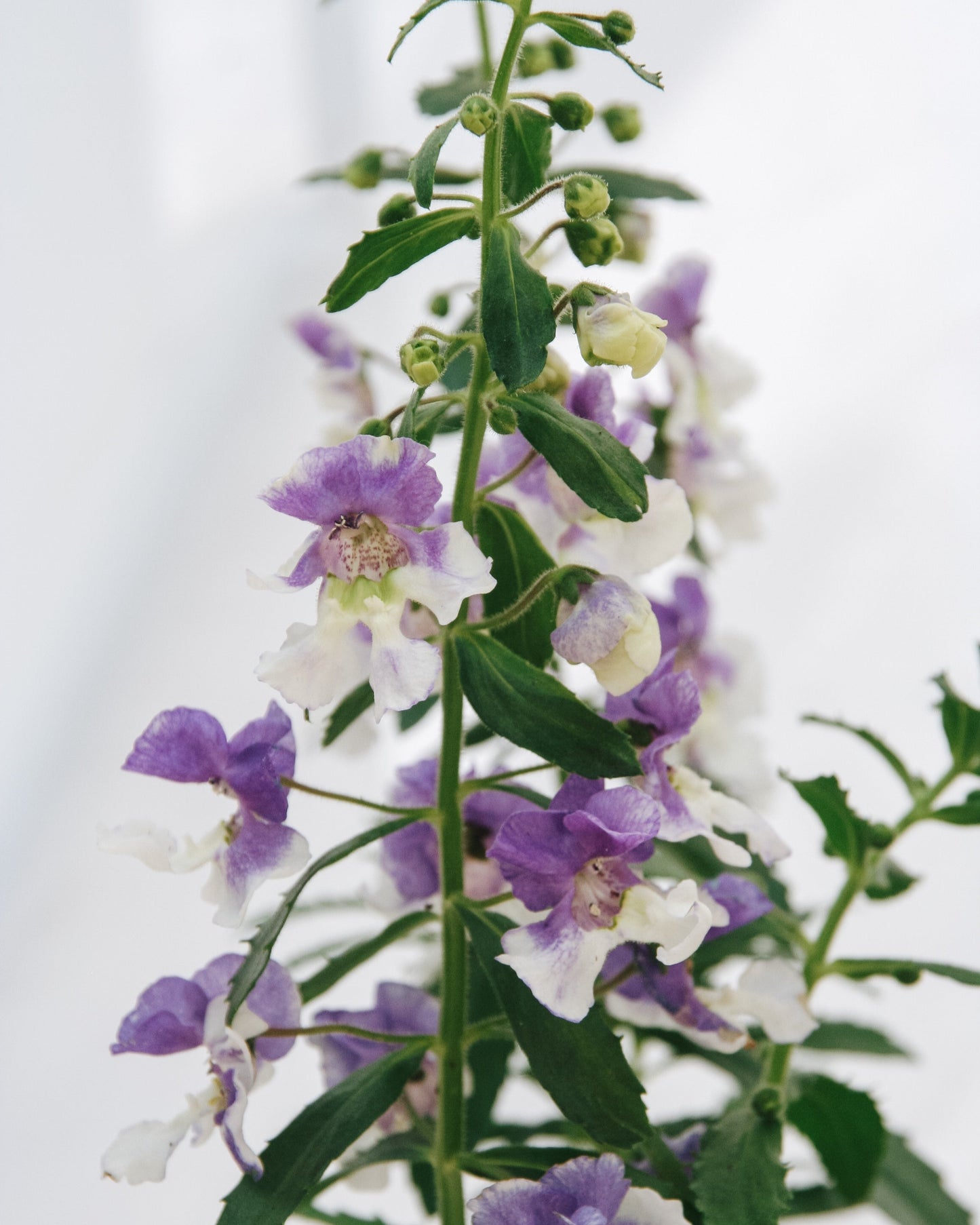 Angelonia Angelface Wedgewood Blue
