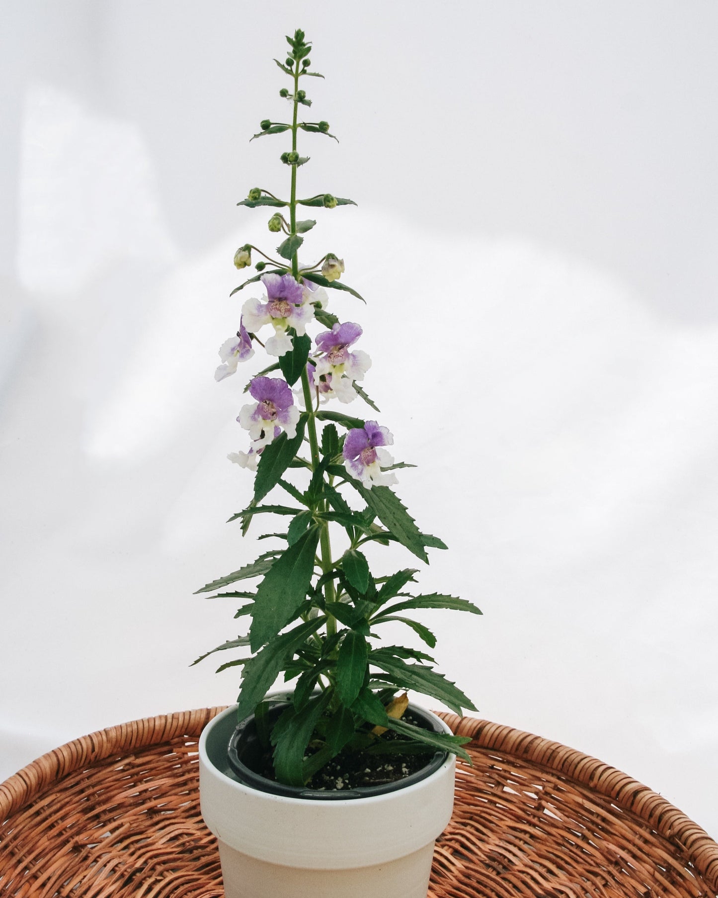 Angelonia Angelface Wedgewood Blue
