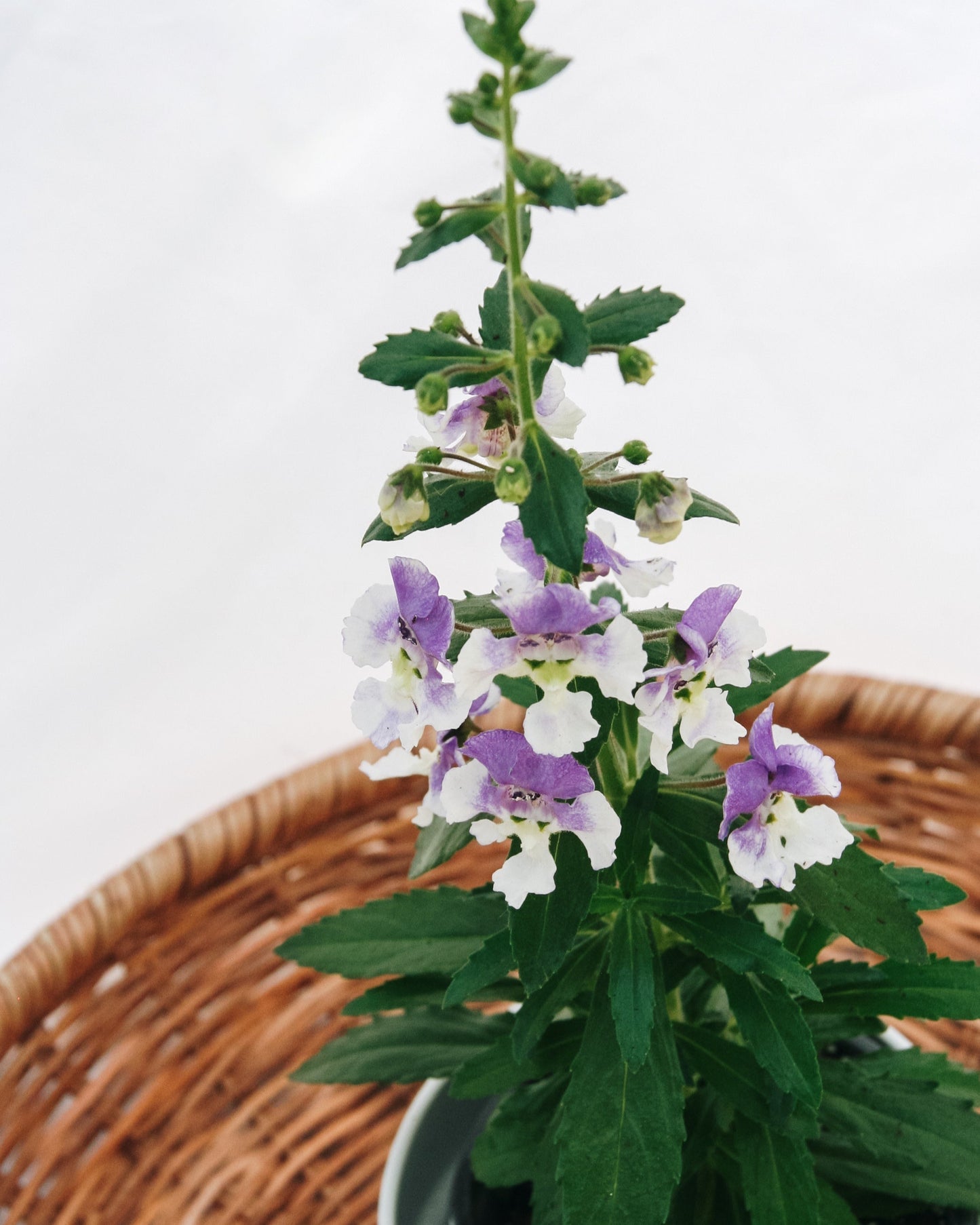 Angelonia Angelface Wedgewood Blue