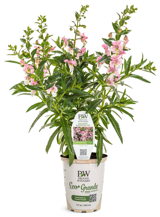 Angelface Wedgwood Pink Summer Snapdragon