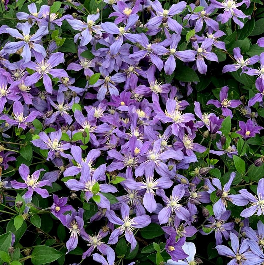 Arabella Clematis
