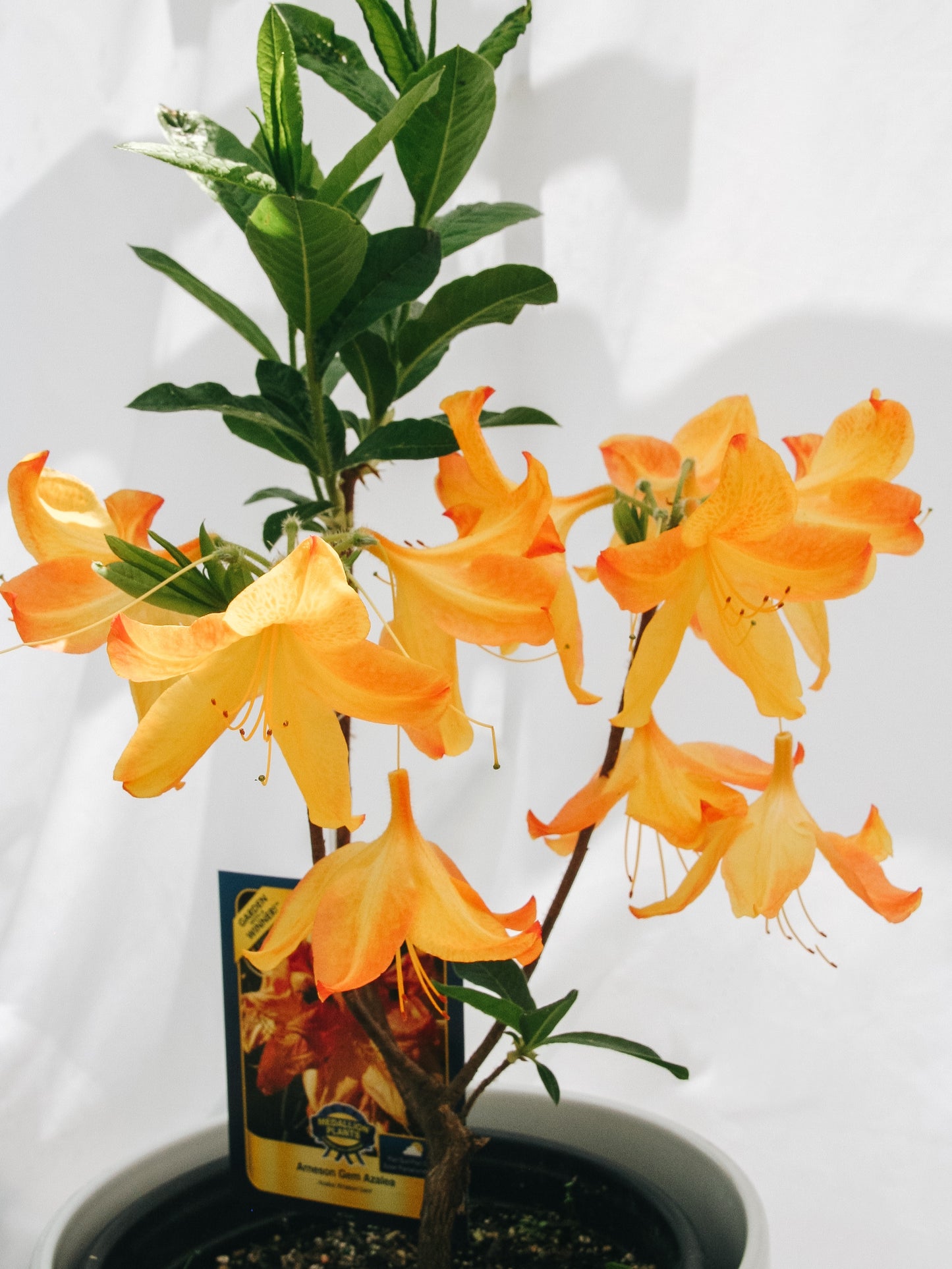 Arneson Gem Azalea