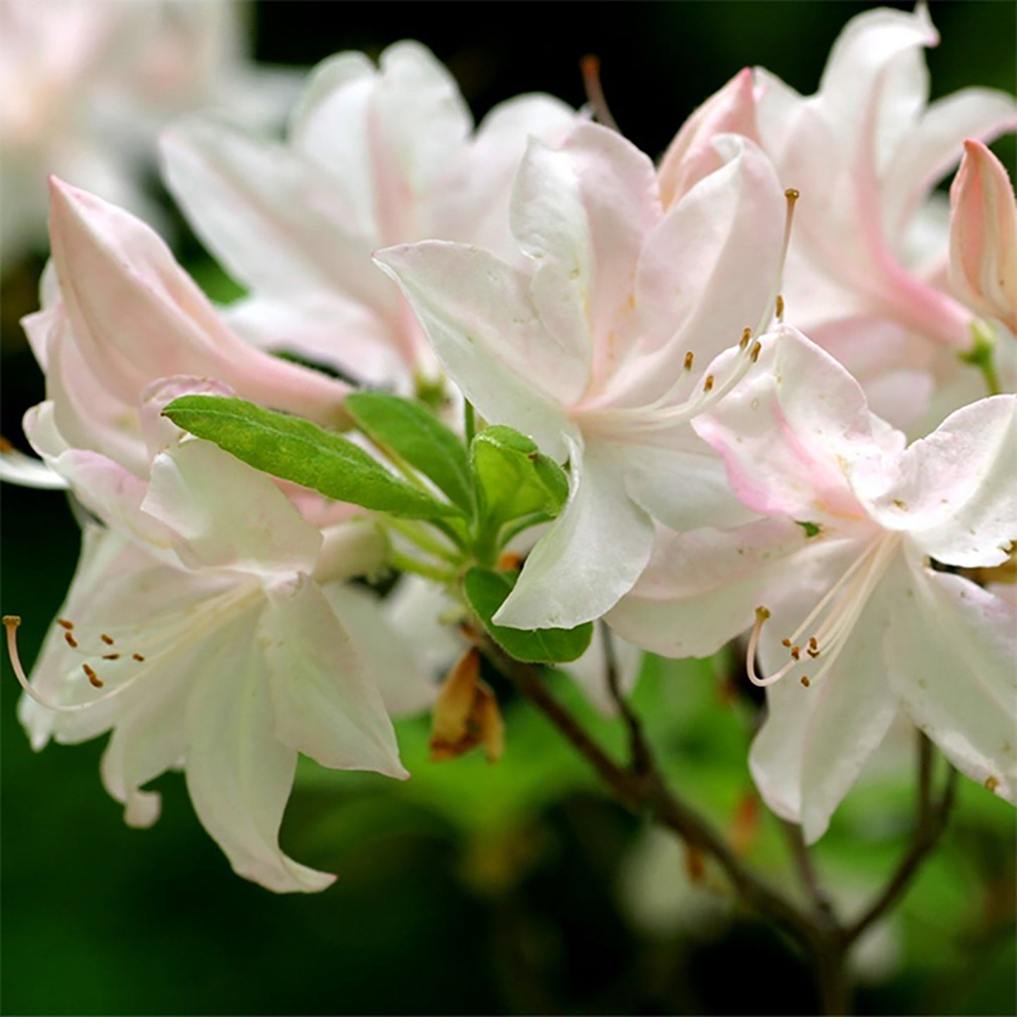 White Lights Azalea 2 Gallon / 1 Plant