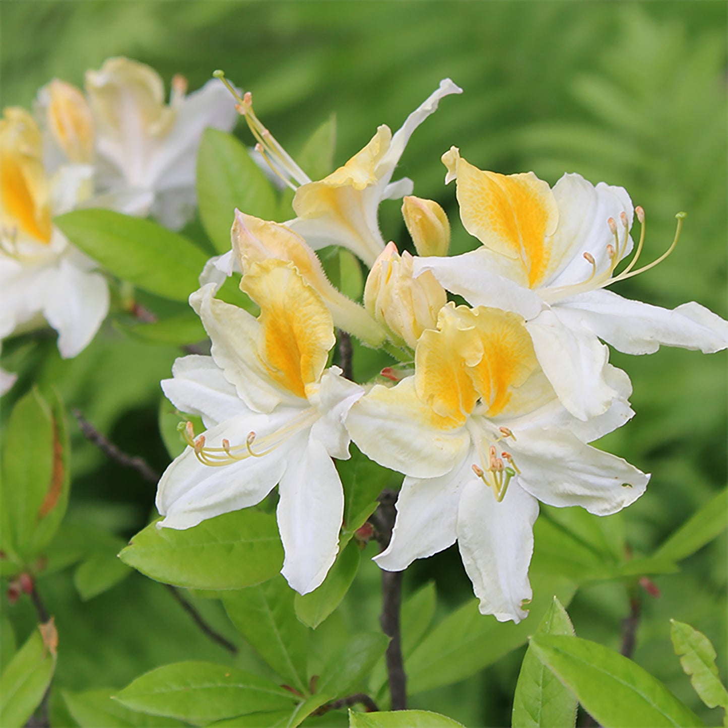 Northern Hi-Light Azalea 2 Gallon / 1 Plant