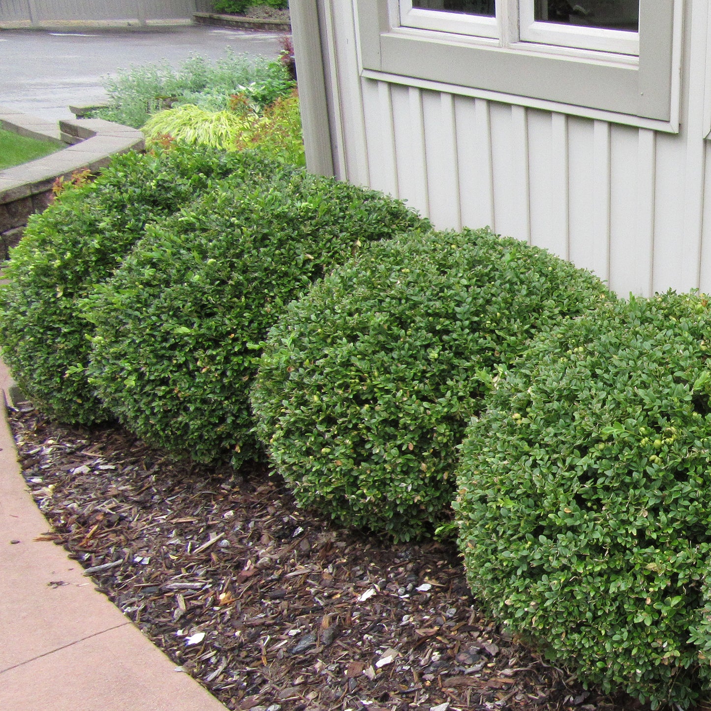 Chicagoland Green Boxwood