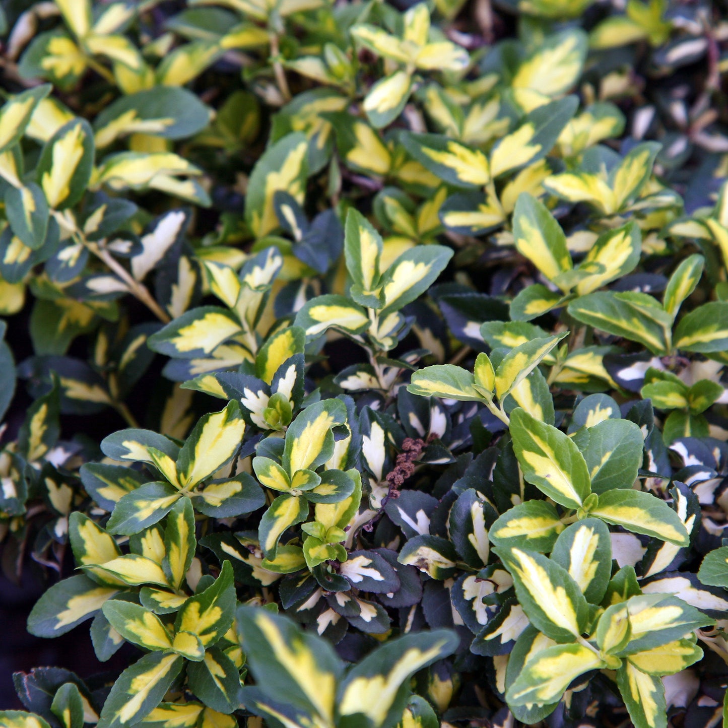 Moonshadow Euonymus 2 Gallon / 1 Plant