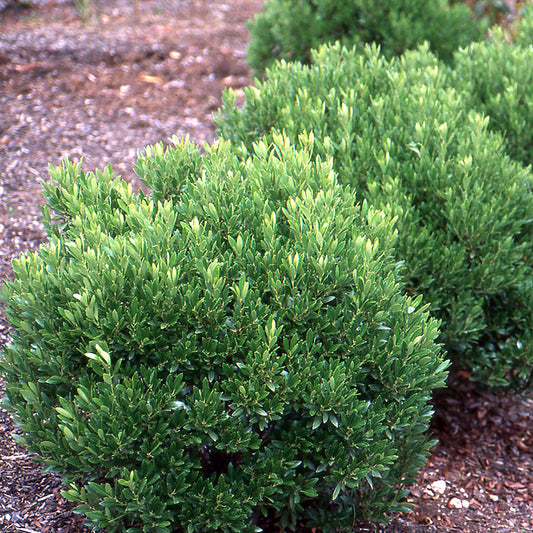 Shamrock Holly 3 Gallon / 1 Plant