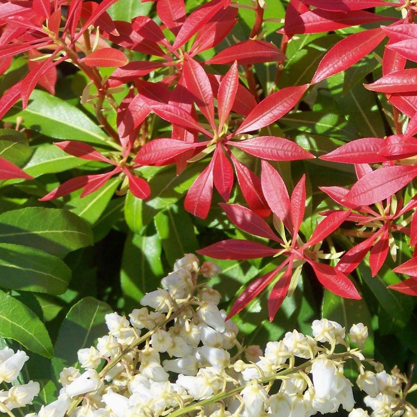 Forest Flame Pieris 2 Gallon / 1 Plant