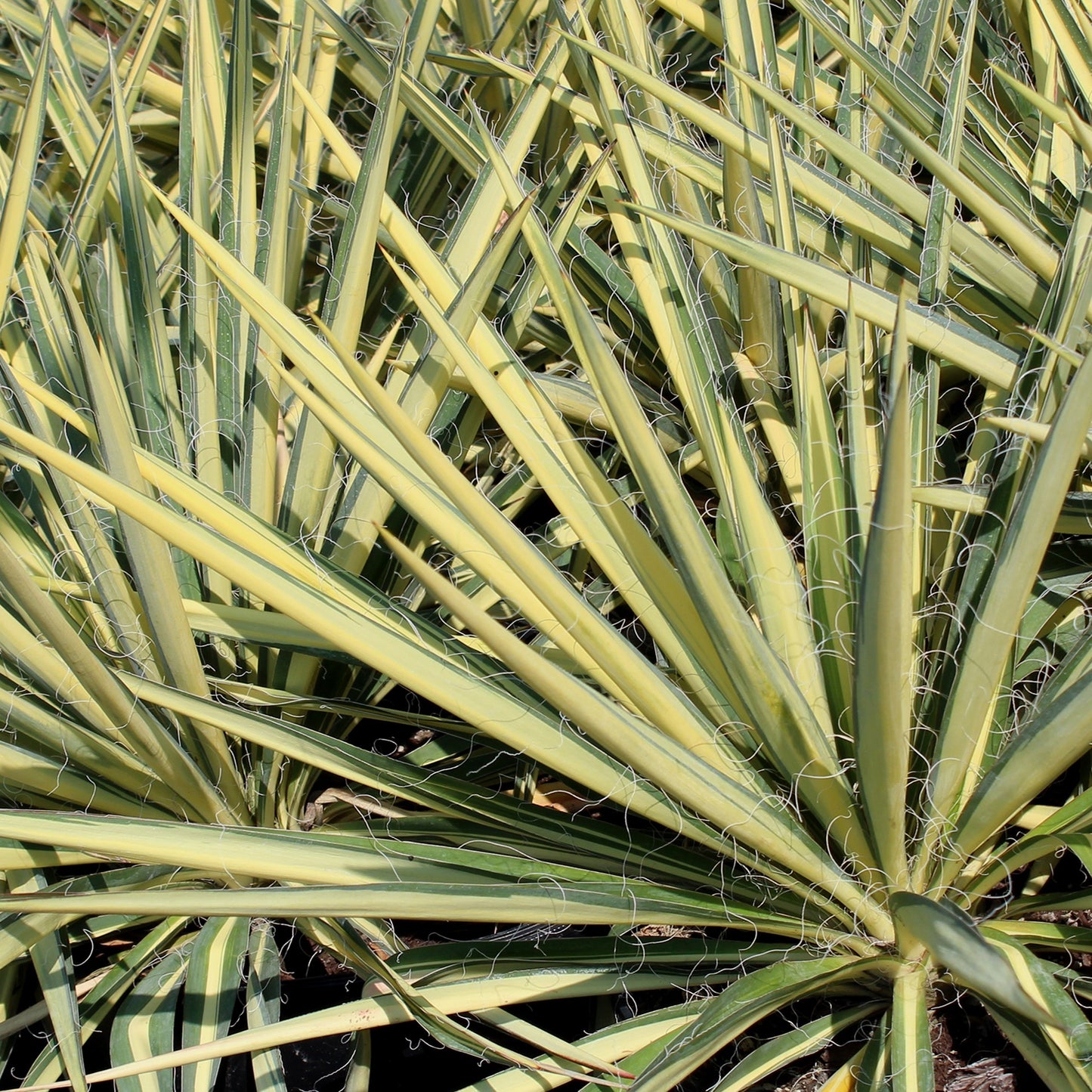 Color Guard Yucca