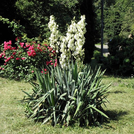 Adam's Needle Yucca