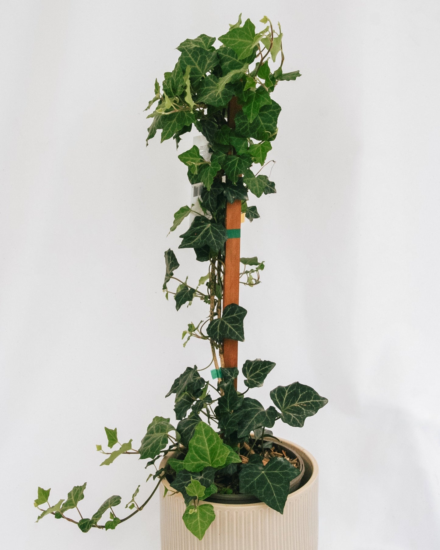 Baltic Ivy