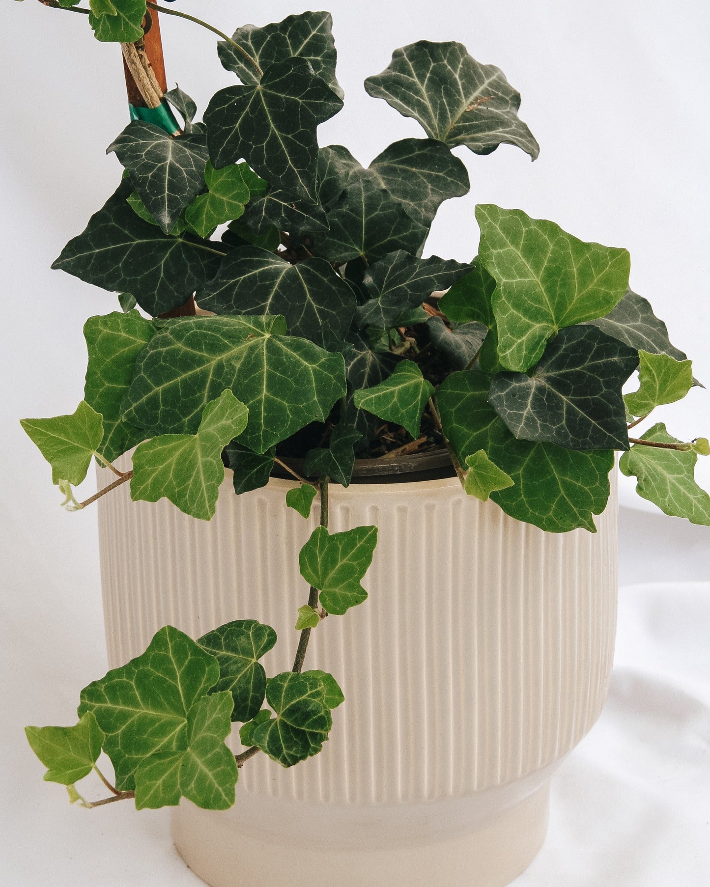 Baltic Ivy