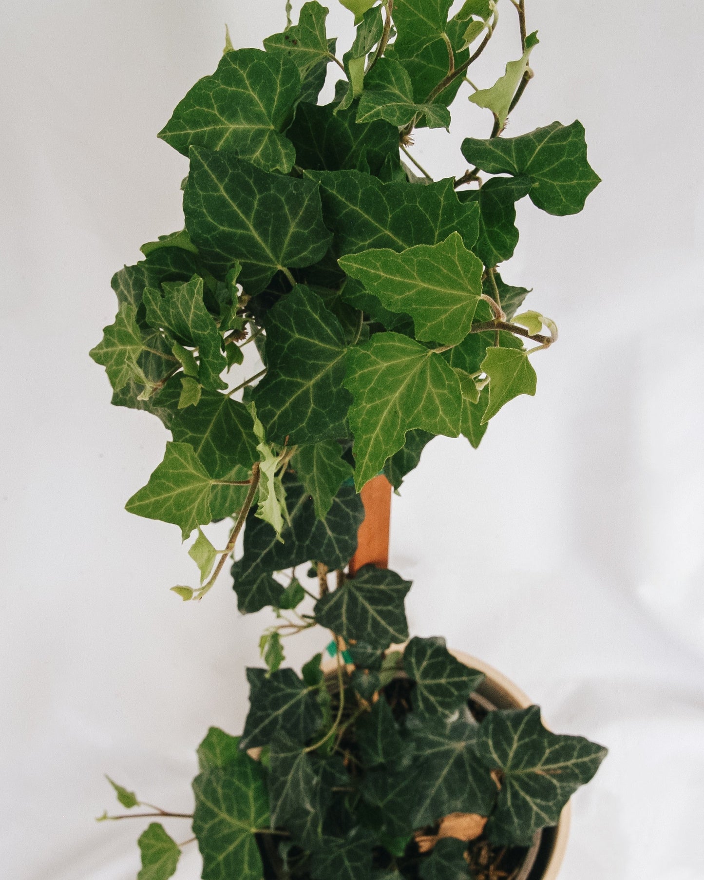 Baltic Ivy
