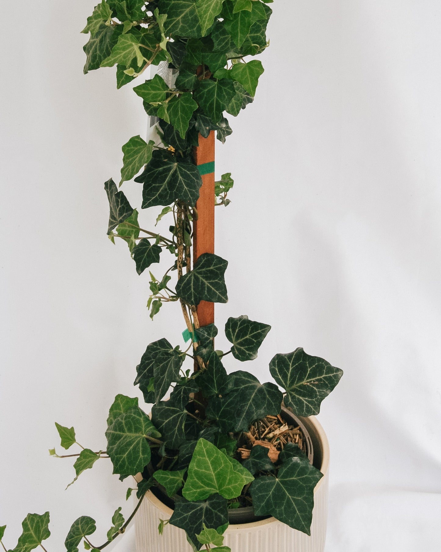 Baltic Ivy