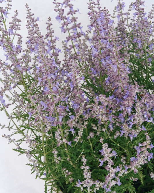 Blue Jean Baby Russian Sage