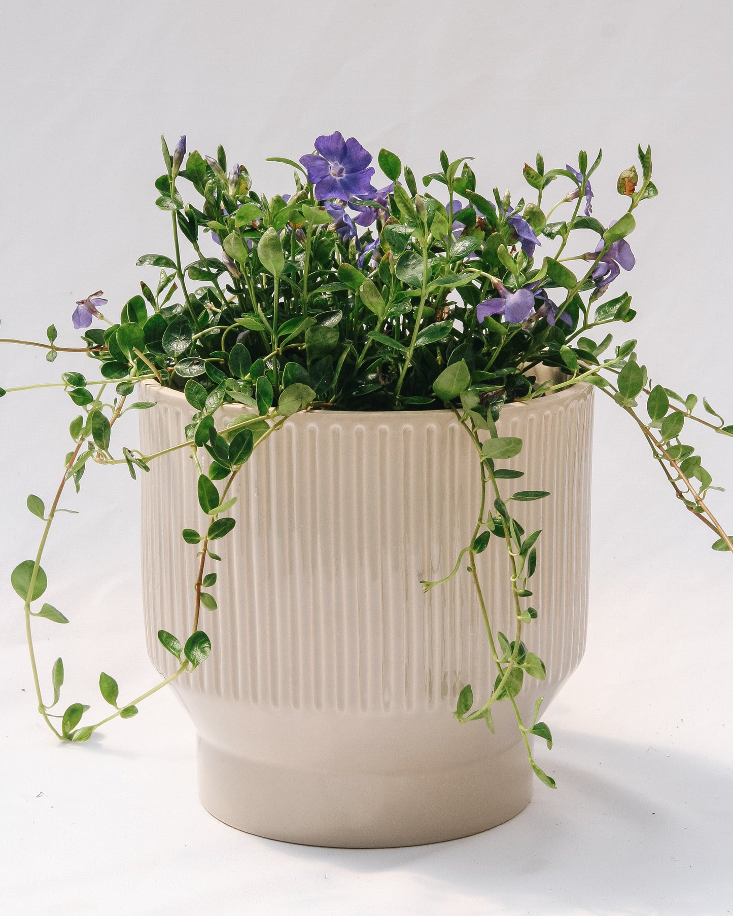 Bowles Periwinkle