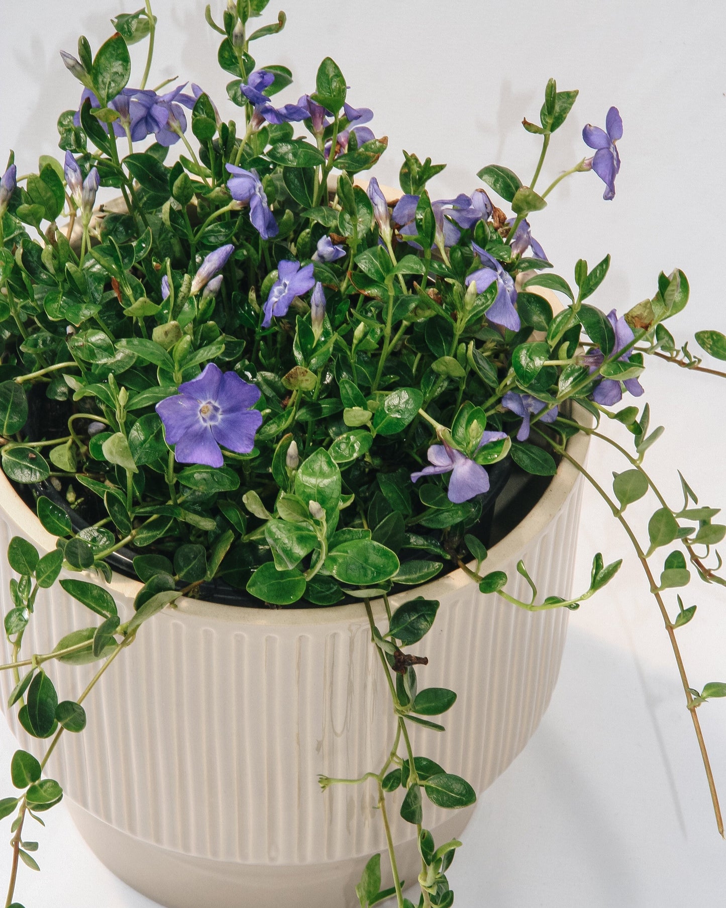 Bowles Periwinkle