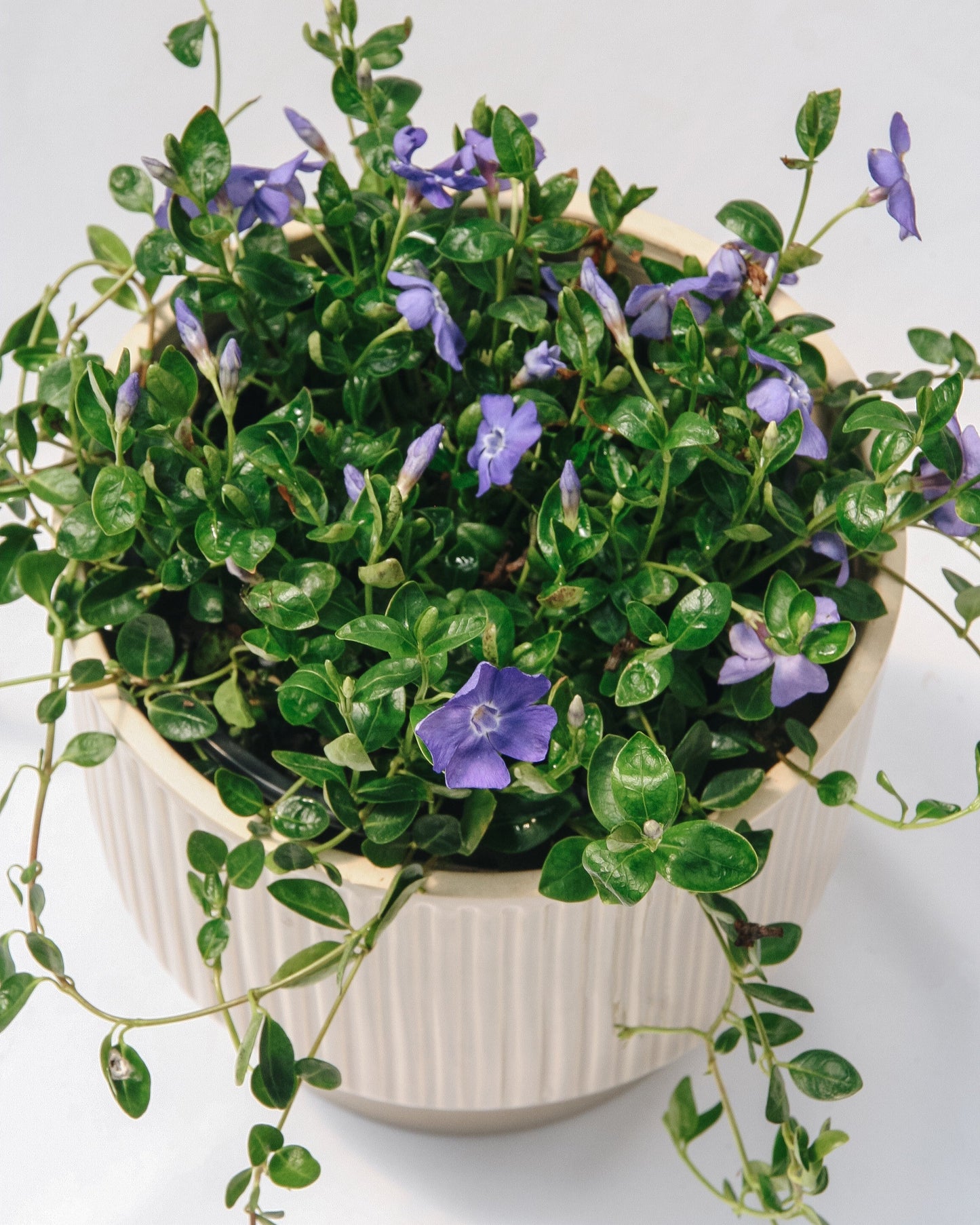 Bowles Periwinkle