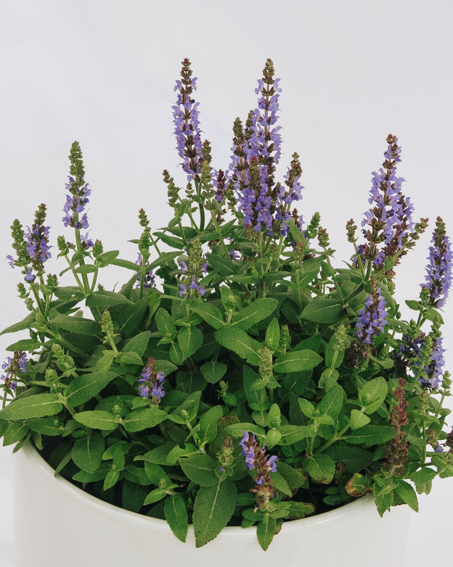 Bumbleblue Sage