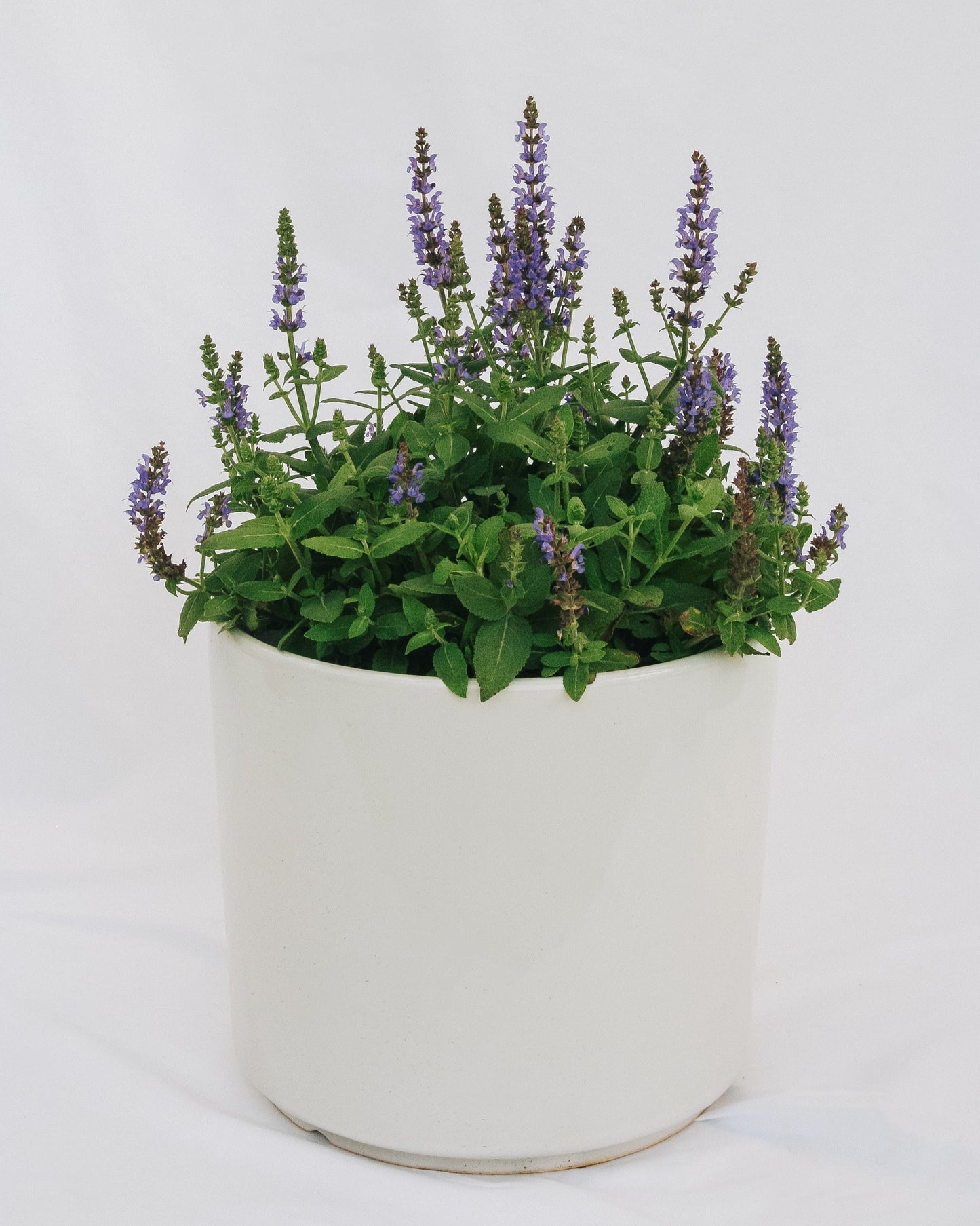 Bumbleblue Sage