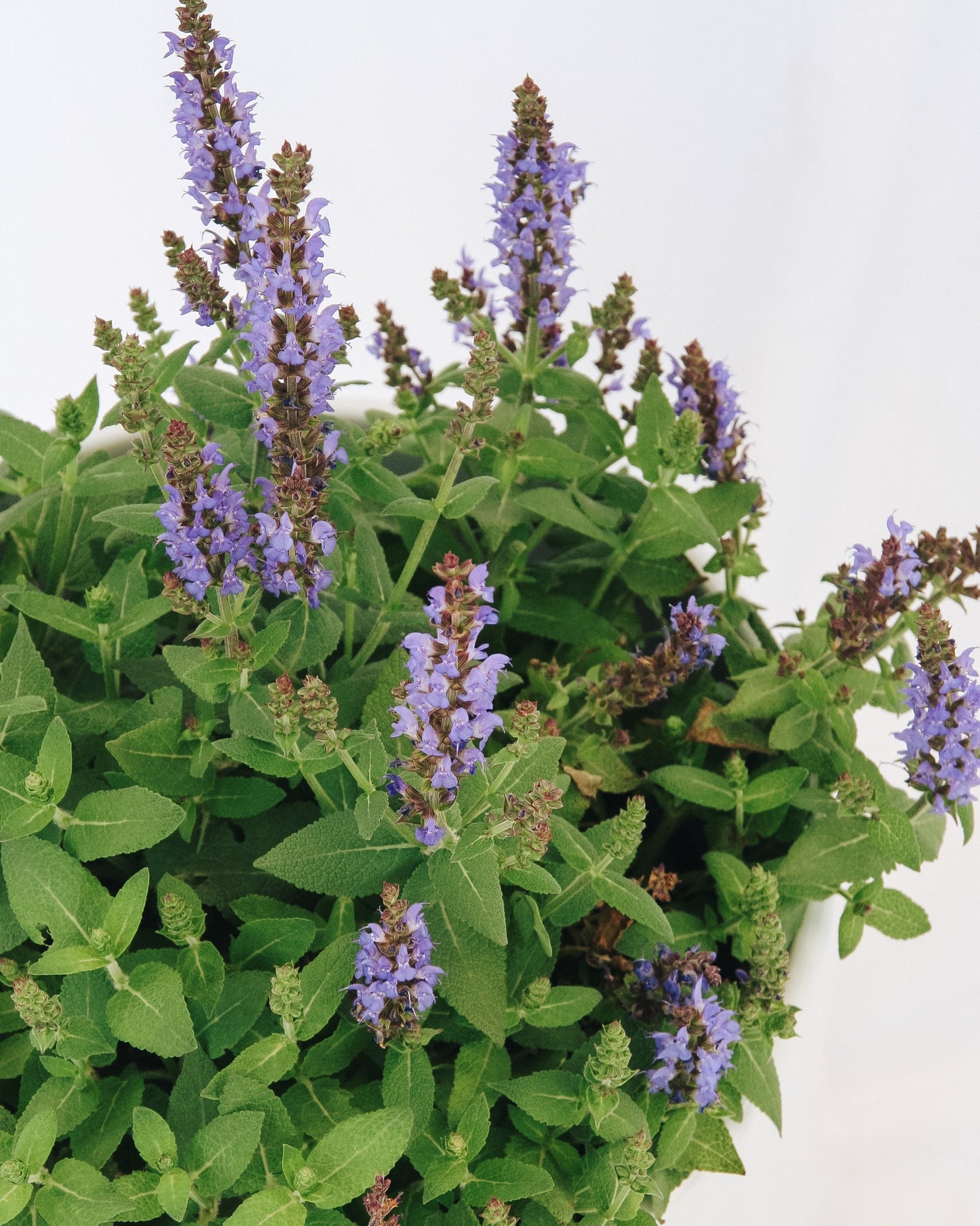 Bumbleblue Sage