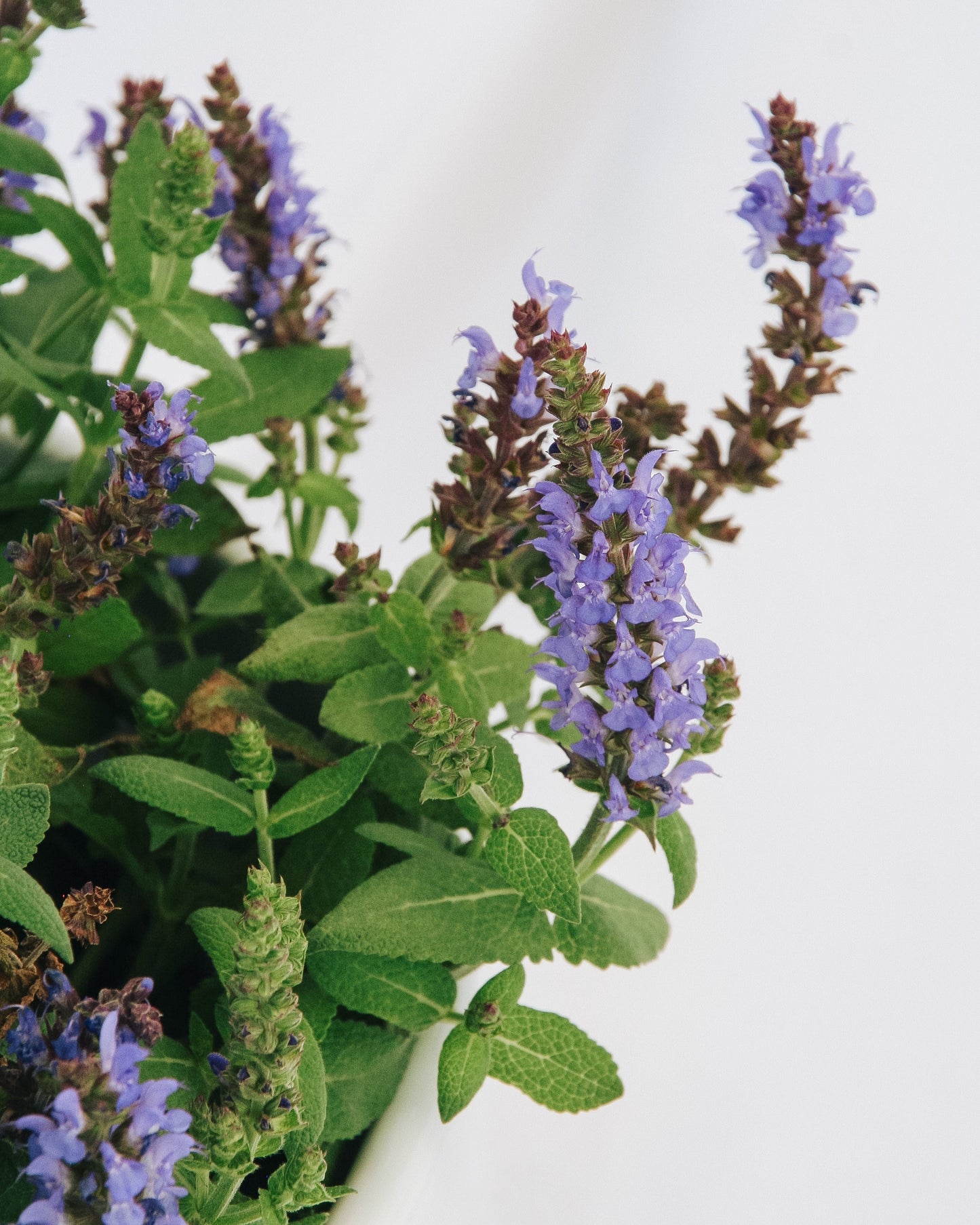 Bumbleblue Sage