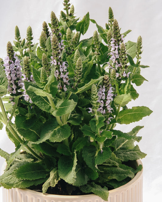 Bumblesky Sage