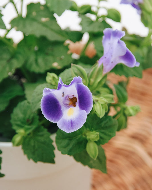 Torenia Catalina Midnight Blue