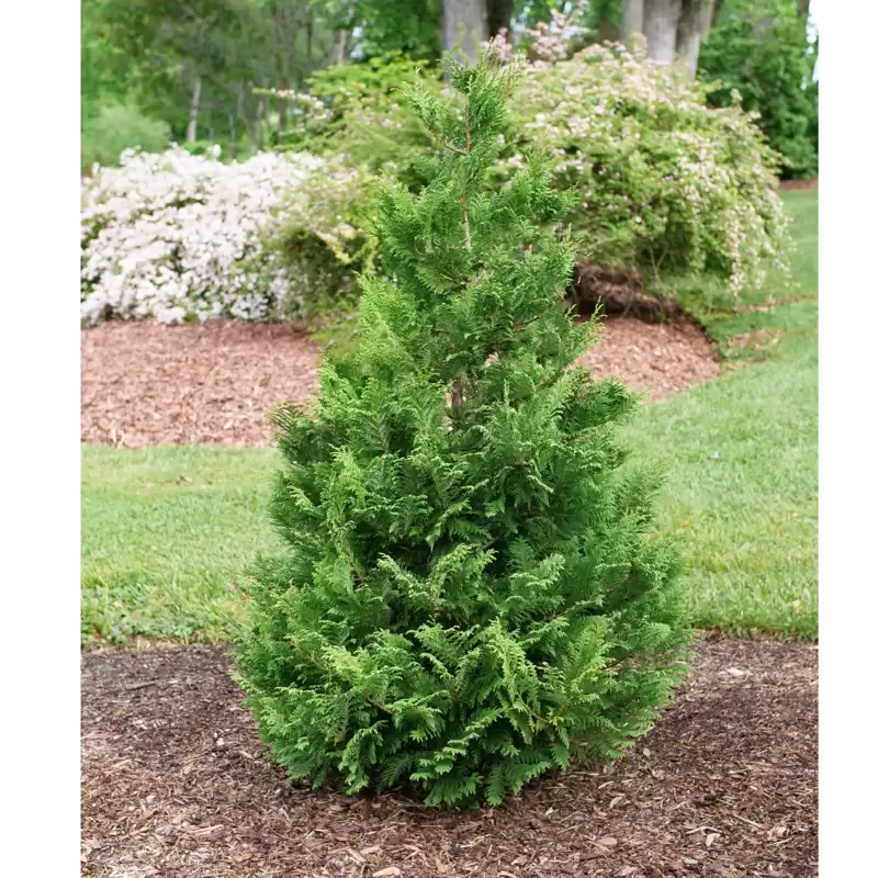 Cedar Rapids False Cypress