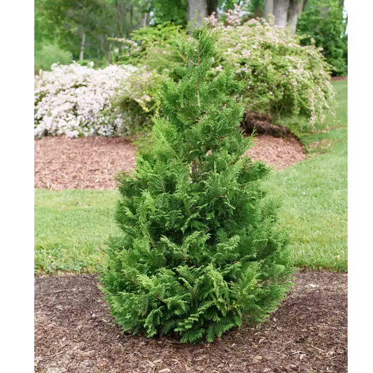 Cedar Rapids False Cypress