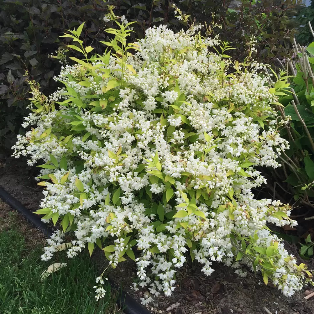 Chardonnay Pearls Deutzia