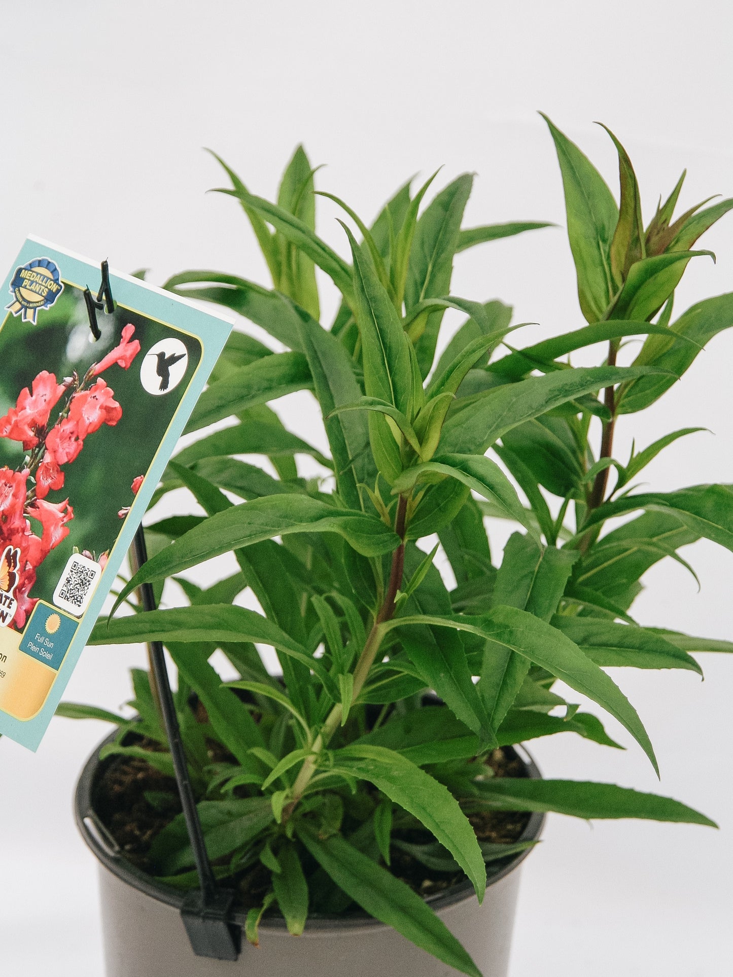 Cherry Sparks Penstemon