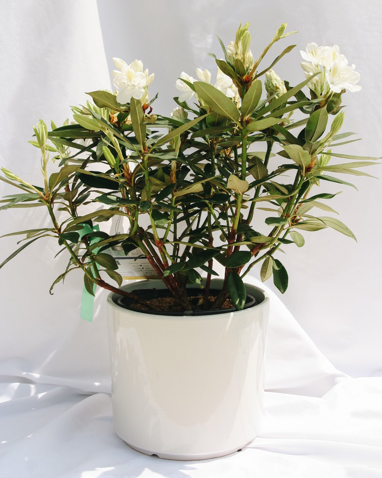 Chionoides Rhododendron
