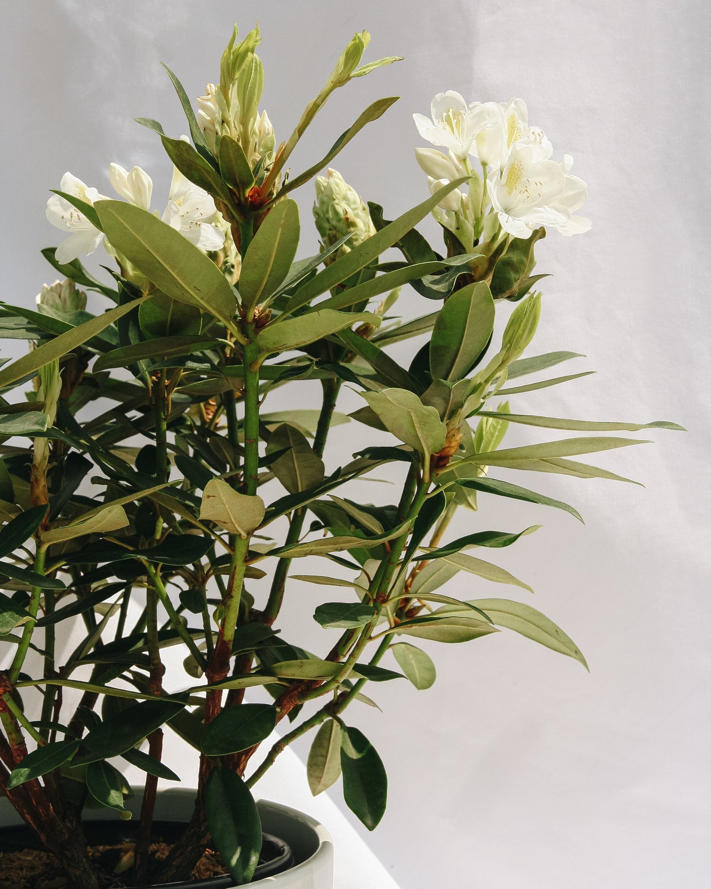 Chionoides Rhododendron