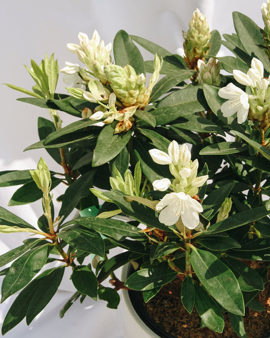 Chionoides Rhododendron