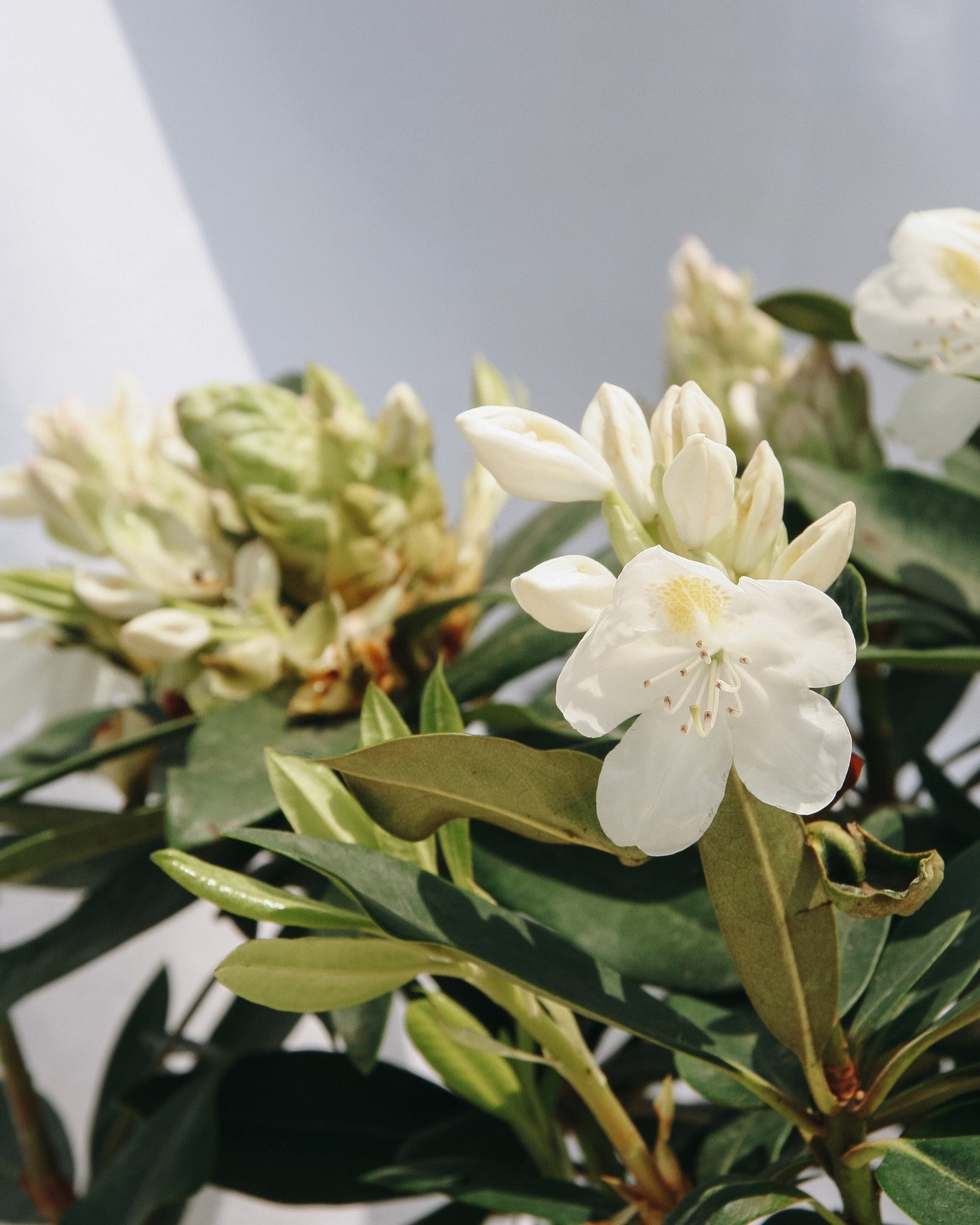 Chionoides Rhododendron