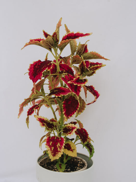 Coleus ColorBlaze El Brighto