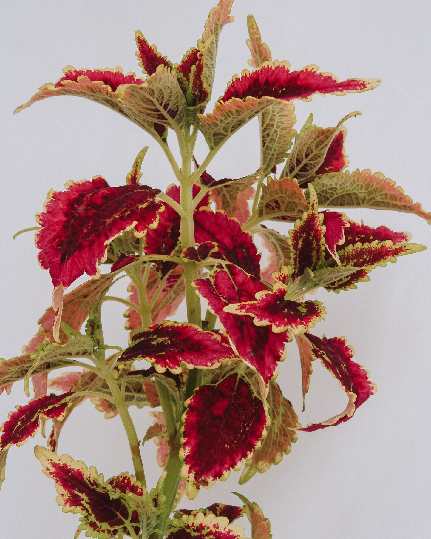 Coleus ColorBlaze El Brighto