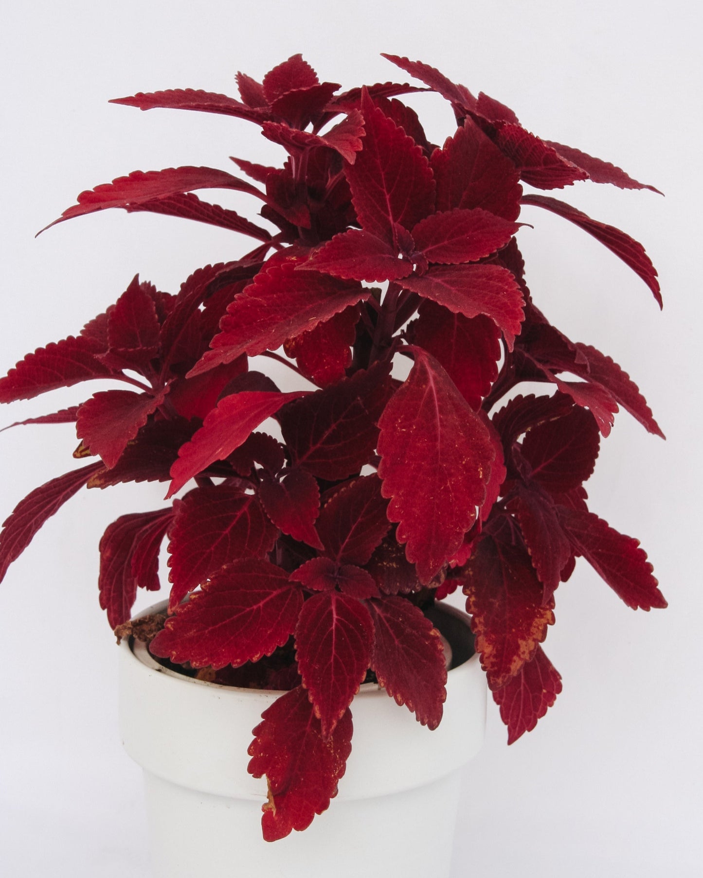 Coleus ColorBlaze Rediculous