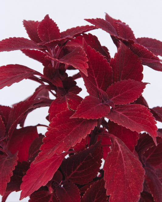 Coleus ColorBlaze Rediculous